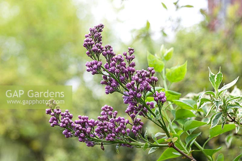 Syringa vulgaris 'Firmament' - Lilac 'Firmament'