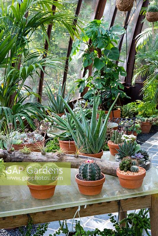 Cacti and succulent plants in pots in greenhouse. 