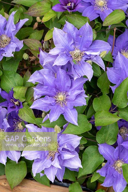 Clematis 'Olympia'