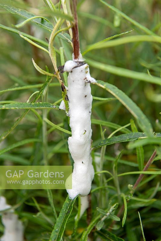 Cuckoo spit on stem of Salix rosmarinifolia - Willow caused by Froghopper Aphrophora alni, foam with nymphs inside.