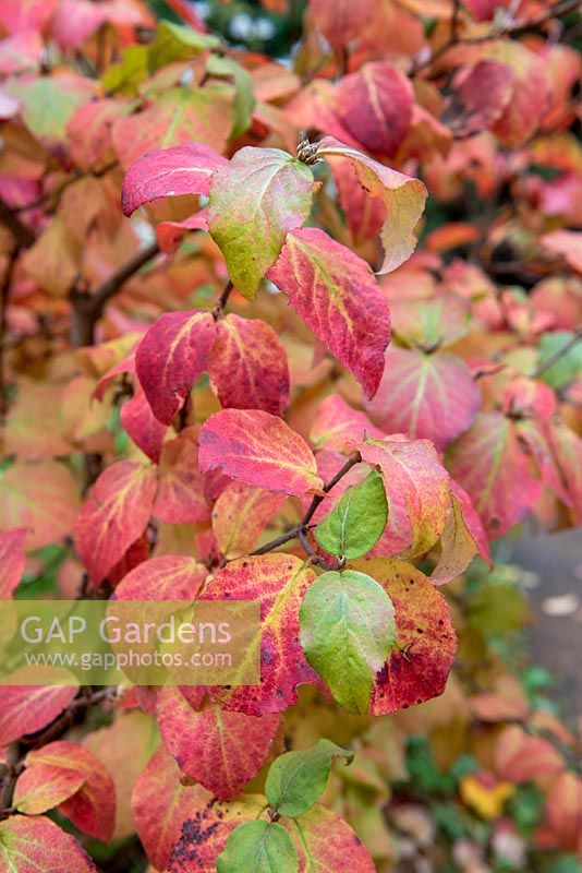 Viburnum carlesii 'Aurora' with autumnal foliage