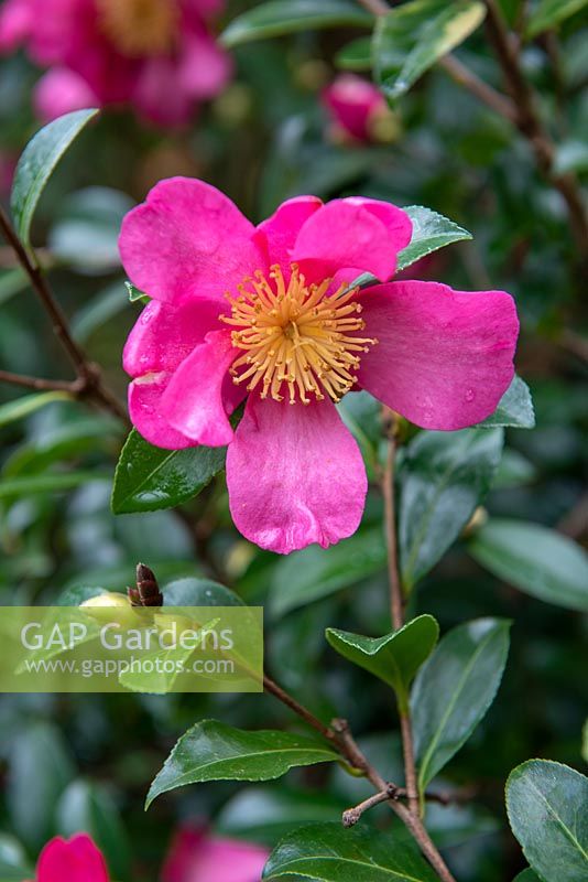 Camellia sasanqua 'Crimson King'.