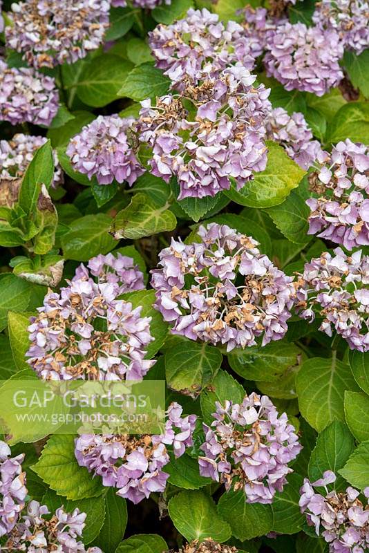 Damage on Hydrangea macrophylla 'Blaumeise' due to drought and heat
