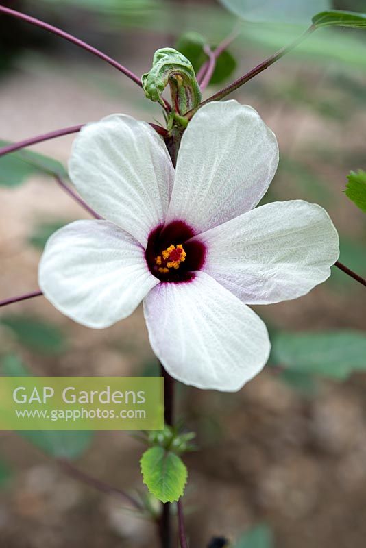 Hibiscus sabdariffa - Roselle whose sepal is used to make carcade