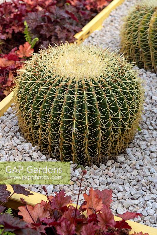 Echinocactus grusonii - Golden Barrel cactus.