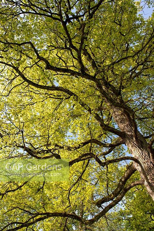 Quercus pedunculata - Oak tree