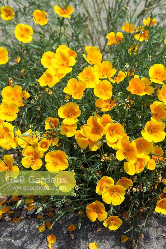 Eschscholtzia californica 'Golden Values' - California Poppy
