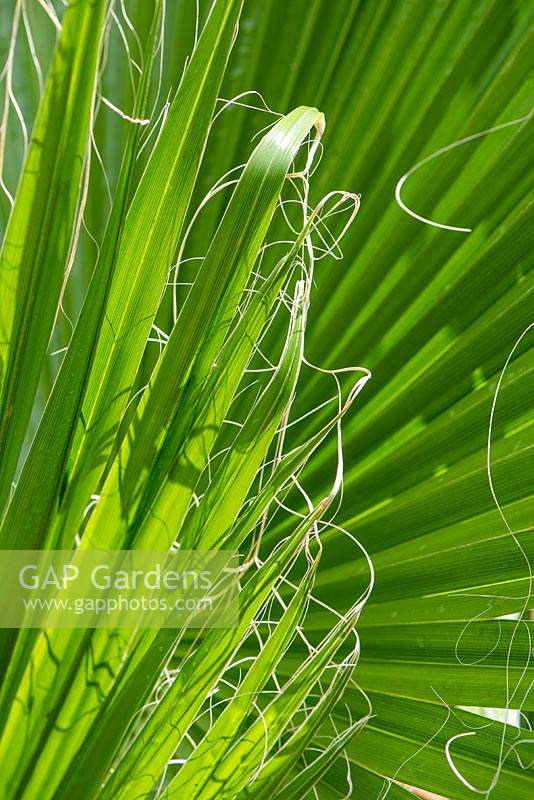 Washingtonia filifera - Californian Fan Palm closeup of the filaments on the leaves