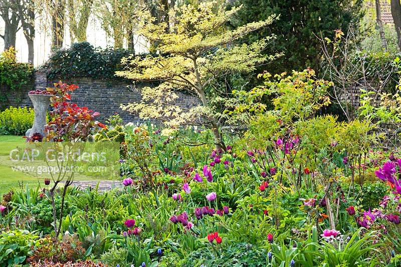 Spring border with Cornus controversa 'Variegata', Helleborus orientalis, Muscari, perennials and tulips.