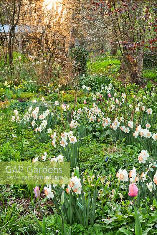 Mixed natural planting with Narcissus 'Roulette', Primulas, Tulips and perennials.