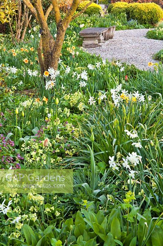Spring beds of tulips, daffodils and perennials with gravel path. Design: Jacqueline van der Kloet, Netherlands