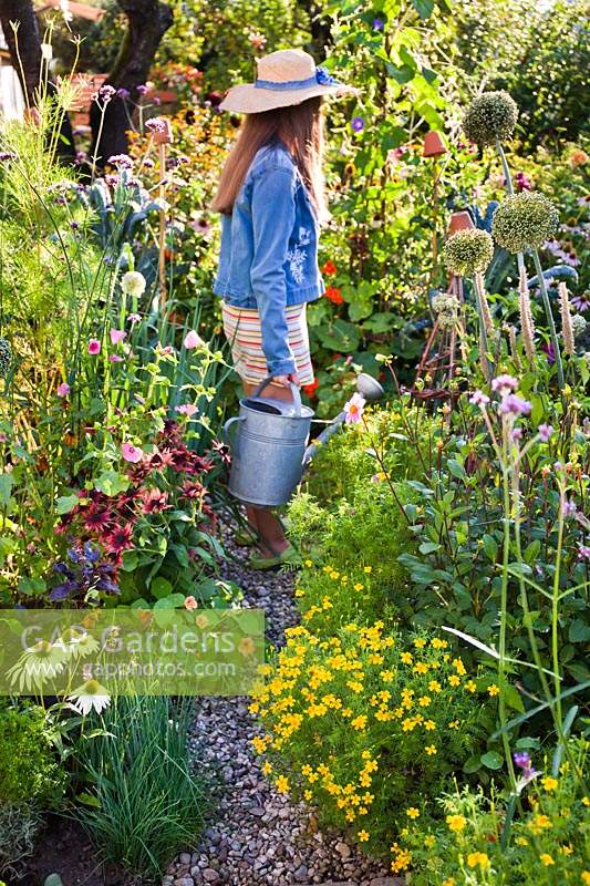 Girl with a watering can. Mixed beds with Echinacea 'White Swan', Tagetes tenuifolia, Rudbeckia hirta, Tropaeolum majus, Allium schoenoprasum, Lavatera trimestris, Ocimum basilicum.