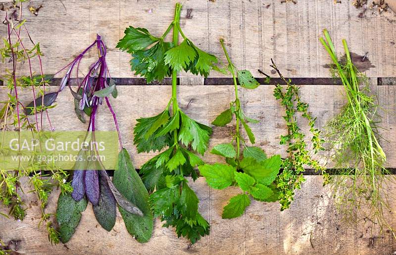 Bunches of herbs drying - purple sage, savory, fennel, celery and lemon balm.