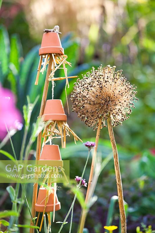 Insect house and leek seedhead.