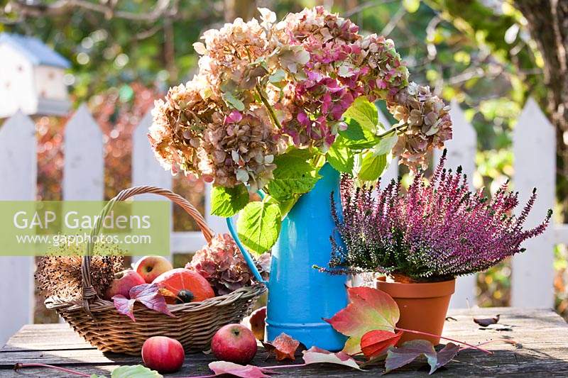 Autumn floral arrangement with dried Hydrangea flowers, heather and harvest.