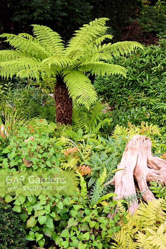 Shade planting combining a tree fern, Dicksonia antarctica, Houttuynia cordata, ferns and crocosmias at the Old Vicarage, Weare, Somerset, UK.