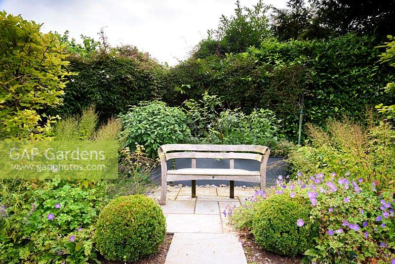 Wooden bench framed by clipped box balls and Geranium Rozanne - 'Gerwat', with grey planter behind planted with Salvia 'Amistad' at the Old Vicarage, Weare, Somerset, UK