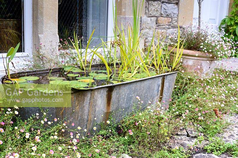 Galvanised trough used as a container pond full of water lilies and irises, and surrounded by self seeded Erigeron karvinskianus at the Old Vicarage, Weare, Somerset, UK