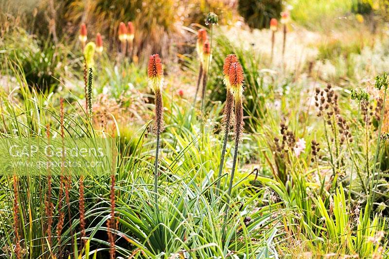Kniphofia uvaria in the gravel garden at RHS Wisley 