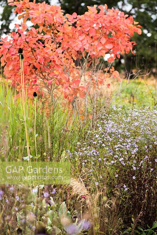 Symphyotrichum 'Little Carlow' in the gravel garden at RHS Wisley with bright leaves of Cotinus obovatus behind