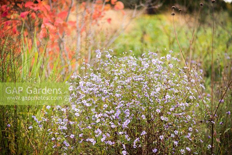 Symphyotrichum 'Little Carlow' in the gravel garden at RHS Wisley