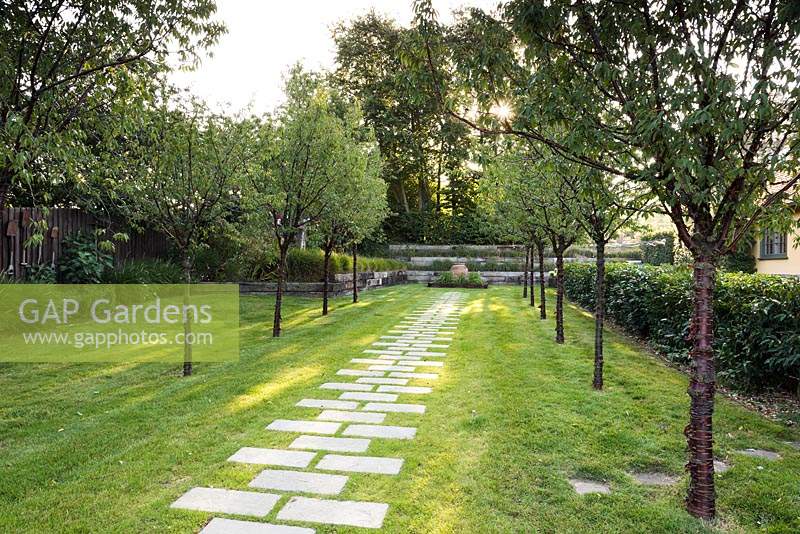 Avenue of Prunus serrula with central path of paving slabs set into grass 