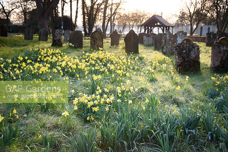 Naturalised daffodils in the churchyard of St Peter's Church at Doddington Hall, Lincolnshire in March