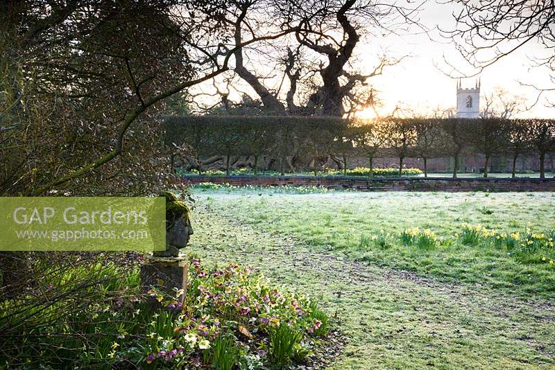 Stone buddha's head surrounded by hellebores, narcissi and primroses in the Wild Garden at Doddington Hall, Lincolnshire on a March morning