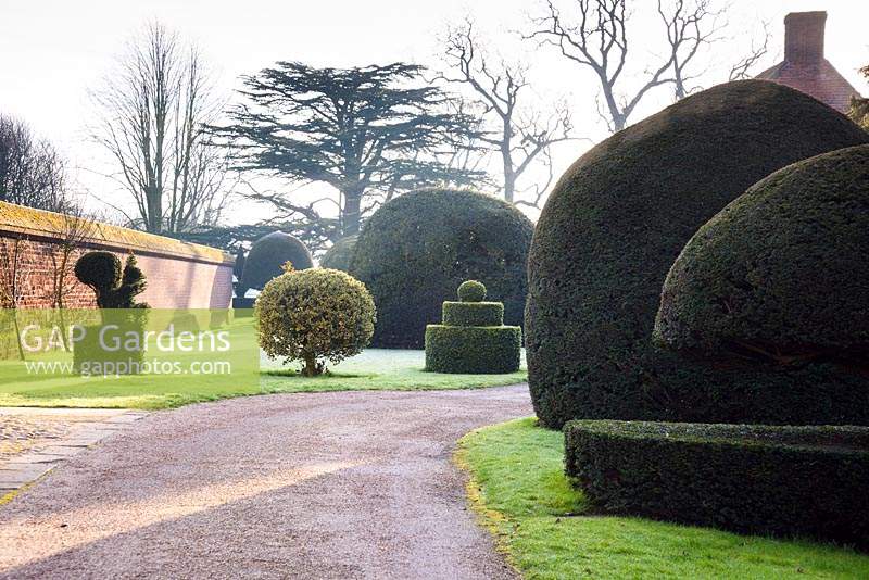 Topiary yew and holly at Doddington Hall, Lincolnshire in March