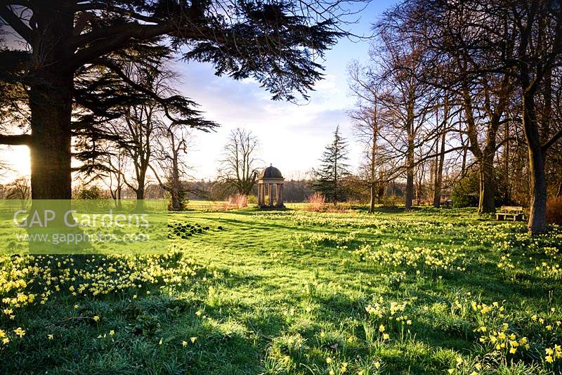 Temple of the Four Winds in the Wild Garden surrounded by naturalised daffodils at Doddington Hall, Lincolnshire in March