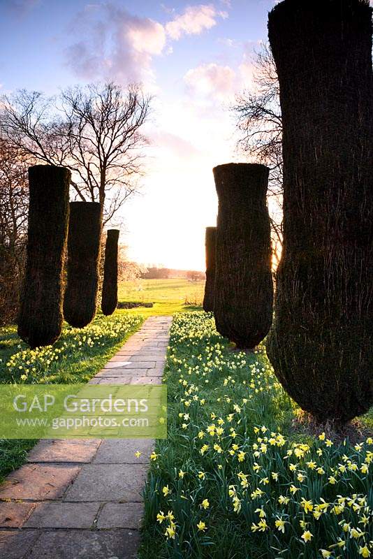 Yew avenue leading towards the focal point of a pyramid in the wider landscape, underplanted with naturalised daffodils at Doddington Hall, Lincolnshire in March