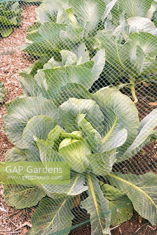 Brassica oleracea var. capitata - Cabbage 'Attraction' F1 under netting in the walled kitchen garden. 