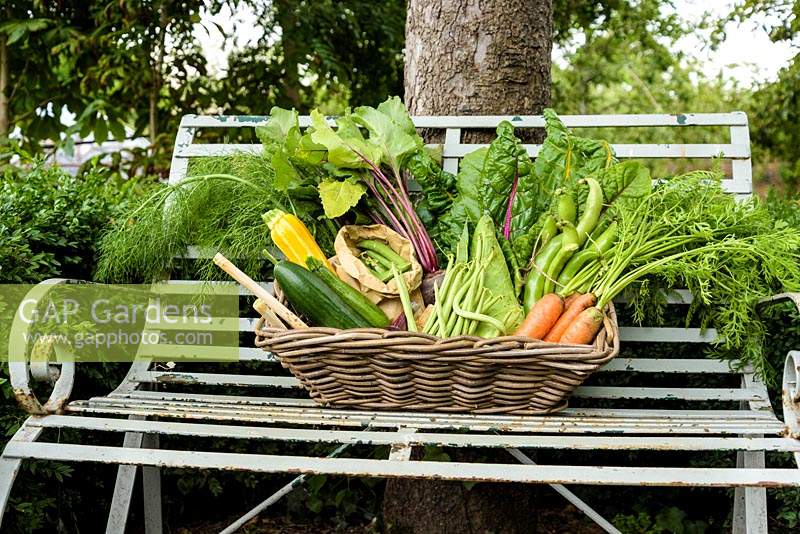 A basket of freshly picked produce including carrots, chard, courgettes, bean and cabbage in the walled kitchen garden at Deans Court, Wimborne, UK. 