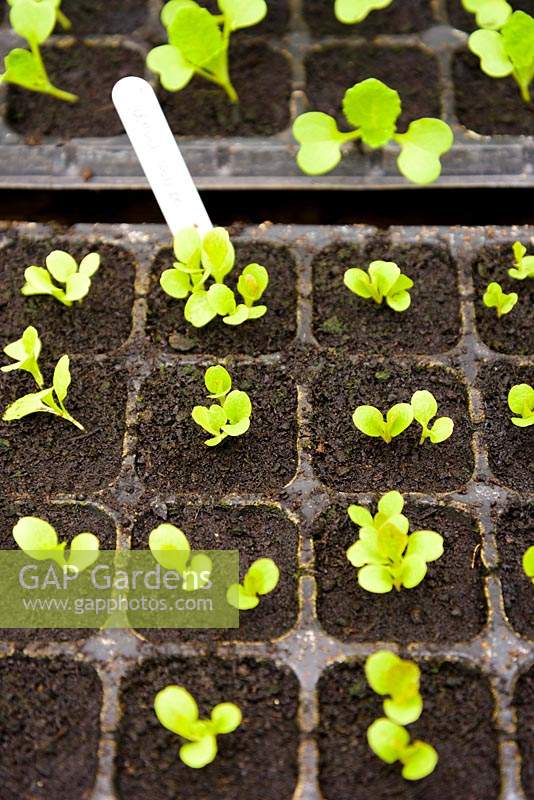 Lettuce seedlings in plastic modules. 