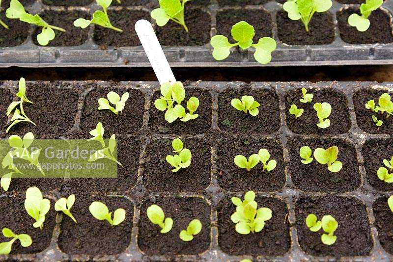 Lettuce seedlings in plastic modules.