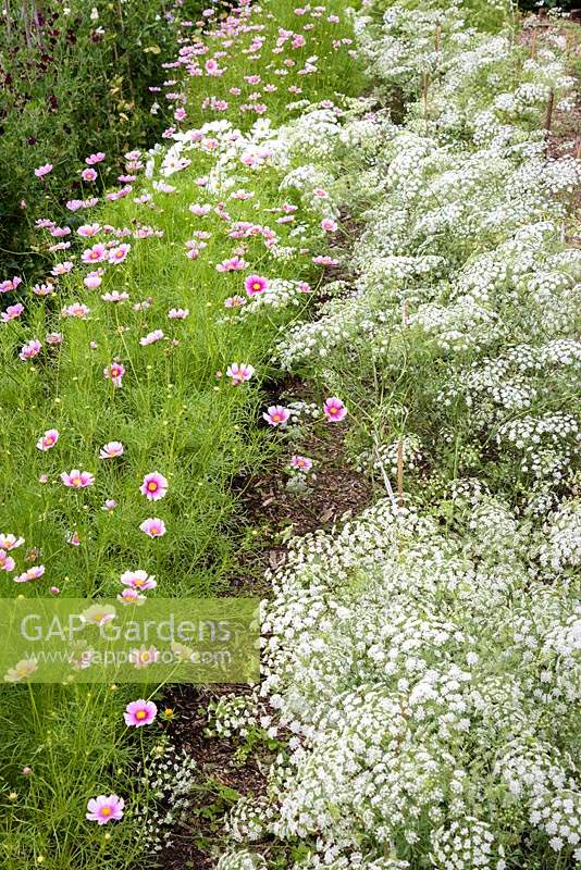 Flowers for cutting including Ammi majus, Cosmos bipinnatus 'Daydream' and sweet peas in the walled garden at Deans Court, Wimborne, UK.