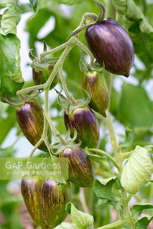 Solanum lycopersicum - Tomato 'Atomic Grape' growing in a polytunnel.