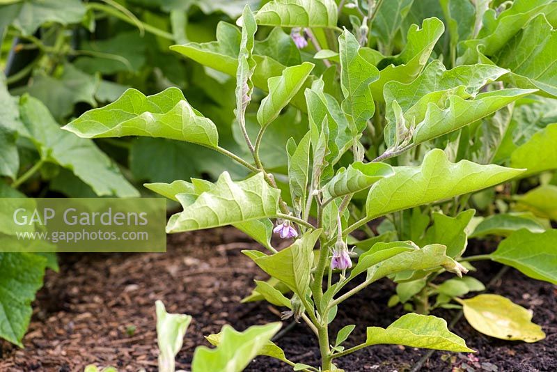 Solanum melongena - Aubergine 'Bonica' F1 growing in a row in polytunnel.
