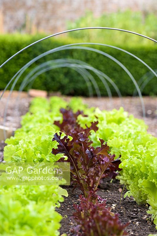 Lactuca sativa - Lettuce 'Green Salad Bowl' and 'Red Salad Bowl' in the walled garden. 