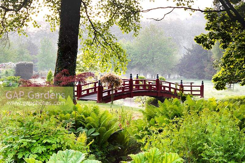 Red Nikko bridge in the Japanese garden in May at Heale Garden, Wiltshire with streams fringed with astilbes, Osmunda regalis, Matteuccia struthiopteris and acers in the foreground.