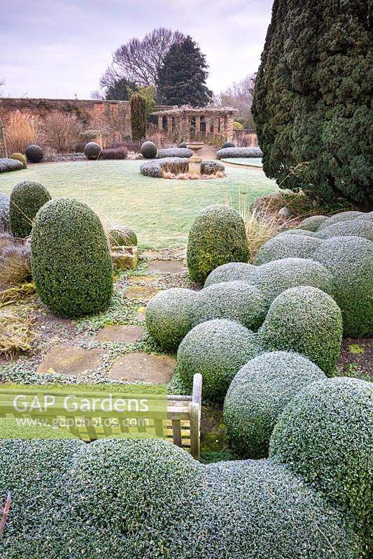 Frosty clipped Box balls and bench at Littlethorpe Manor, Yorkshire in February. Designed by Eddie Harland.