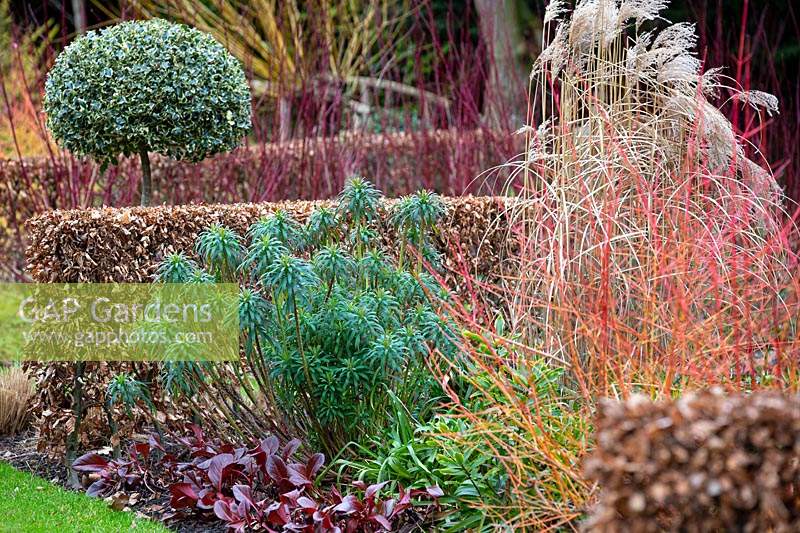 Winter combination with Euphorbia characias ssp wulfenii, Cornus sanguinea 'Midwinter Fire' and Miscanthus sinensis Malepartus in The Winter Garden at Littlethorpe Manor, Yorkshire in February. 