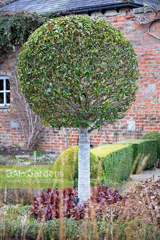 Standard Prunus lusitanica in The Sunken Garden at Littlethorpe Manor, Yorkshire, UK. Designed by Eddie Harland.