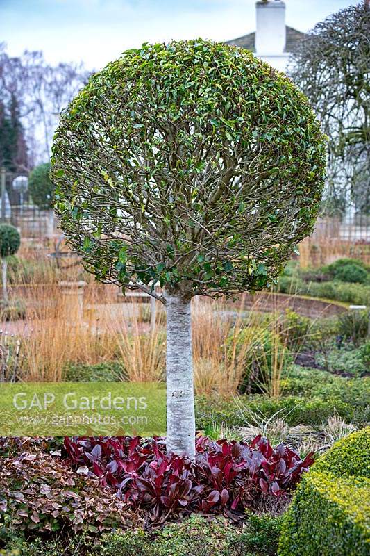 Standard Prunus lusitanica in The Sunken Garden at Littlethorpe Manor, Yorkshire, UK. Designed by Eddie Harland.

