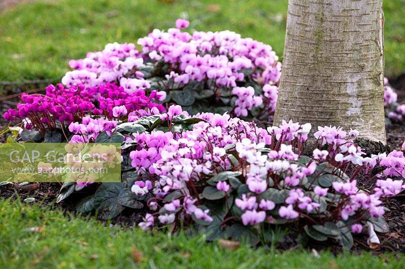 Cyclamen coum and Cyclamen coum 'Deepest Pink' underplanted around Betula - Birch