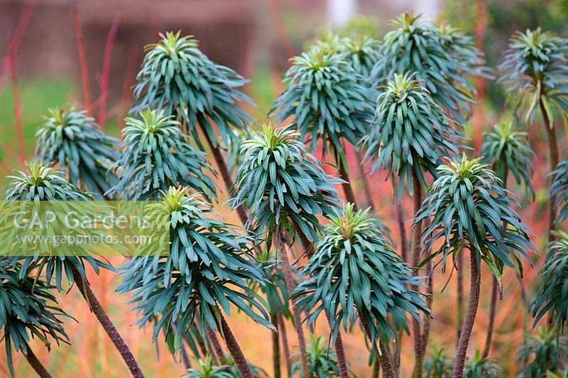 Euphorbia characias ssp wulfenii and Cornus sanguinea 'Midwinter Fire'