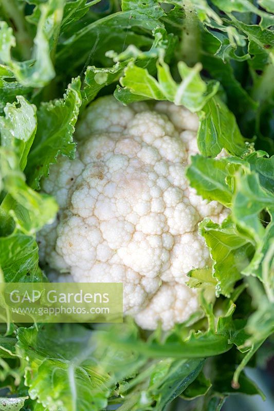 Brassica oleracea botrytis - Cauliflower 'All the Year Round' - developing a cauliflower.