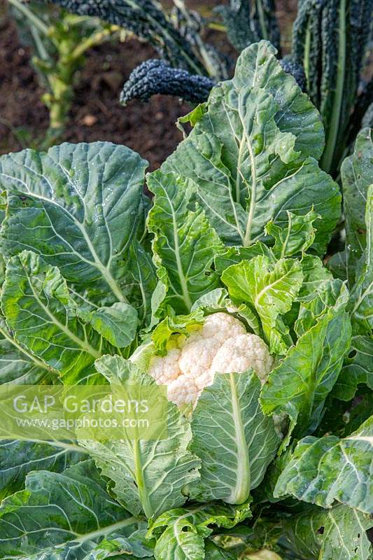 Brassica oleracea botrytis - Cauliflower 'All the Year Round' - ready for harvesting. 