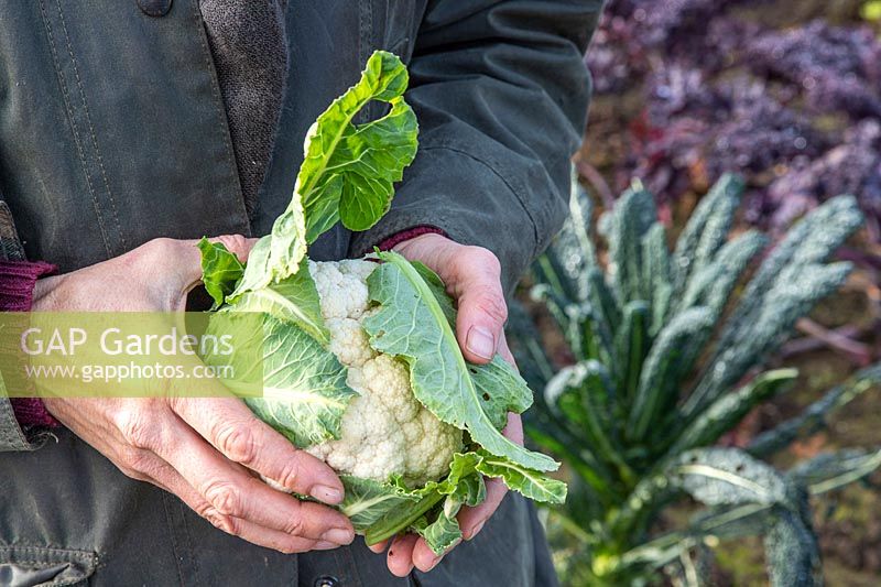 Woman holding newly harvested Cauliflower 'All the Year Round'.