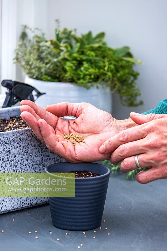 Woman sowing Mustard seeds in to pot on windowsill.